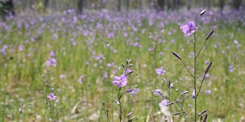 Connect with Nature flowers Loddon.jpeg