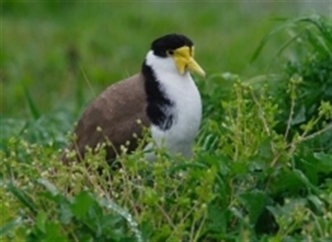 Masked Lapwing